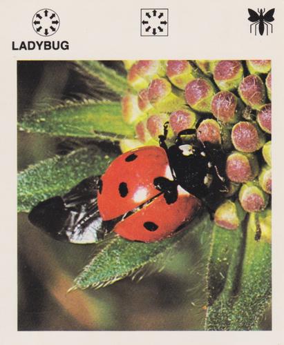 1975-80 Leisure Books Wildlife Treasury #6108-01 Ladybug Front