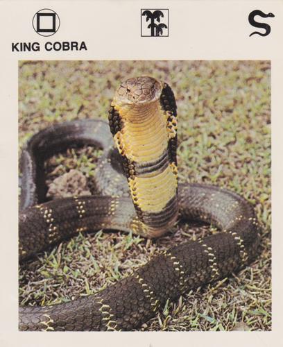1975-80 Leisure Books Wildlife Treasury #6108-10 King Cobra Front