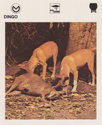 1975-80 Leisure Books Wildlife Treasury #6109-02 Dingo Front