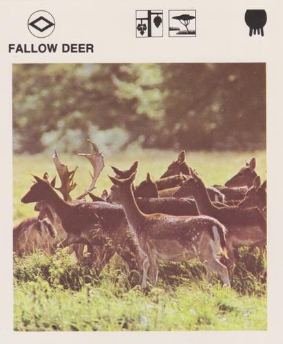 1975-80 Leisure Books Wildlife Treasury #6109-05 Fallow Deer Front