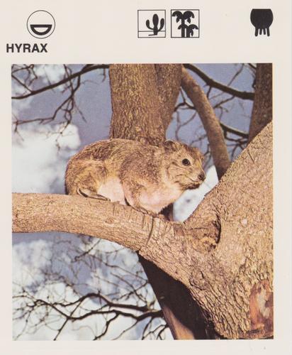 1975-80 Leisure Books Wildlife Treasury #6109-08 Hyrax Front