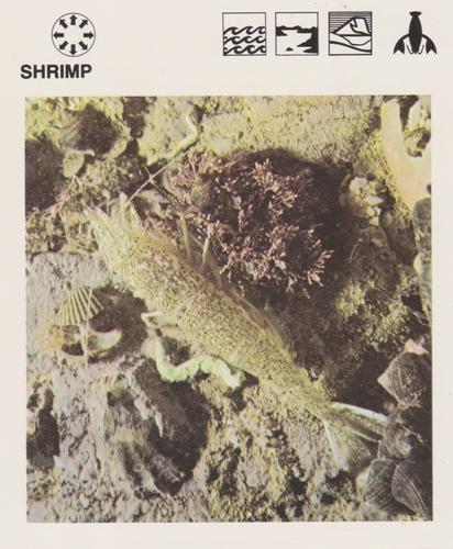 1975-80 Leisure Books Wildlife Treasury #6109-18 Shrimp Front