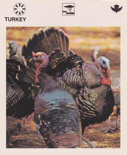1975-80 Leisure Books Wildlife Treasury #6109-23 Turkey Front