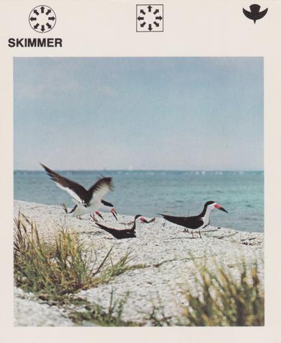 1975-80 Leisure Books Wildlife Treasury #6110-01 Skimmer Front