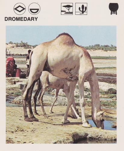 1975-80 Leisure Books Wildlife Treasury #6110-02 Dromedary Front