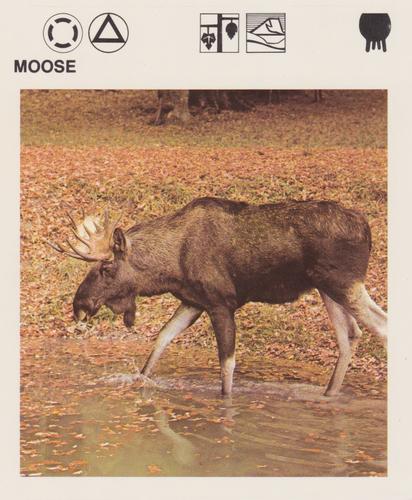 1975-80 Leisure Books Wildlife Treasury #6110-14 Moose Front