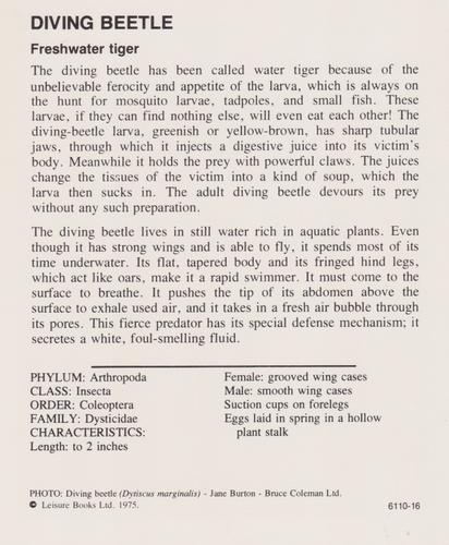 1975-80 Leisure Books Wildlife Treasury #6110-16 Diving Beetle Back