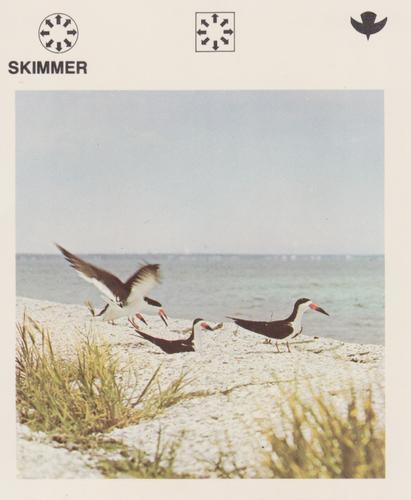 1975-80 Leisure Books Wildlife Treasury #6110-16 Skimmer Front
