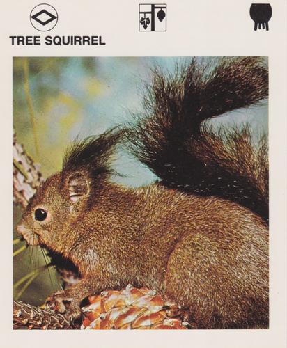 1975-80 Leisure Books Wildlife Treasury #6110-21 Tree Squirrel Front