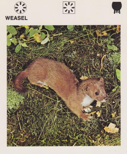 1975-80 Leisure Books Wildlife Treasury #6110-23 Weasel Front