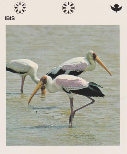 1975-80 Leisure Books Wildlife Treasury #6116-08 Ibis Front