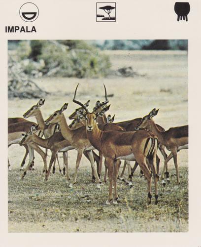 1975-80 Leisure Books Wildlife Treasury #6116-10 Impala Front
