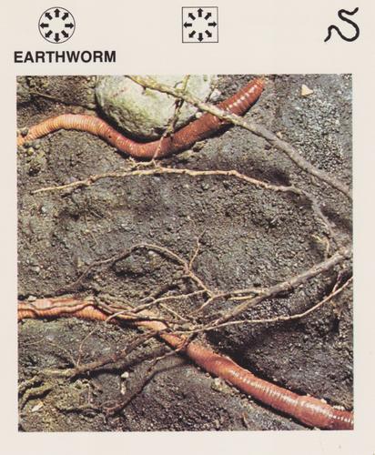 1975-80 Leisure Books Wildlife Treasury #6116-11 Earthworm Front