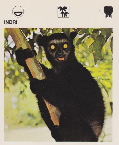 1975-80 Leisure Books Wildlife Treasury #6116-11 Indri Front