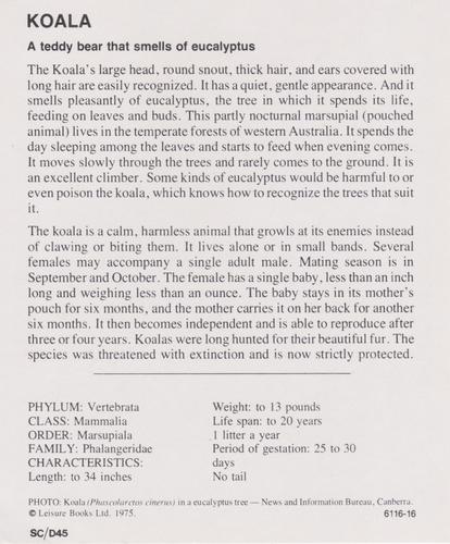 1975-80 Leisure Books Wildlife Treasury #6116-16 Koala Back