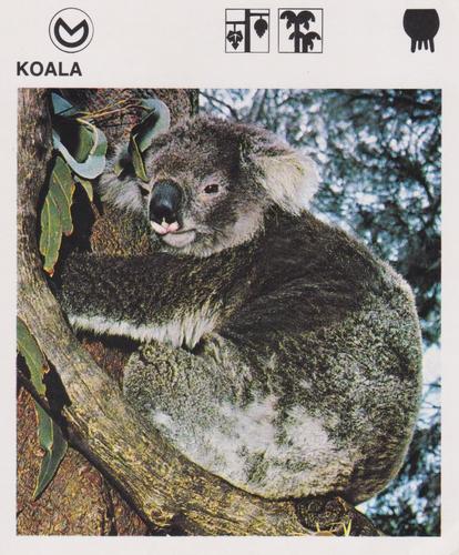 1975-80 Leisure Books Wildlife Treasury #6116-16 Koala Front