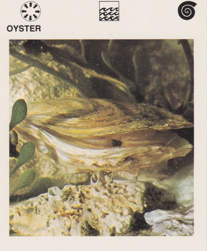 1975-80 Leisure Books Wildlife Treasury #6116-19 Oyster Front