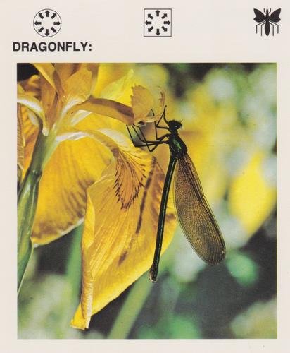 1975-80 Leisure Books Wildlife Treasury #6117-01 Dragonfly Front