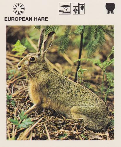 1975-80 Leisure Books Wildlife Treasury #6117-03 European Hare Front