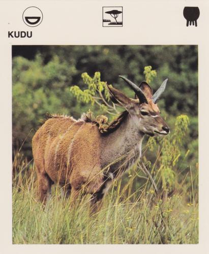 1975-80 Leisure Books Wildlife Treasury #6117-06 Kudu Front