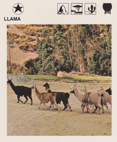 1975-80 Leisure Books Wildlife Treasury #6117-12 Llama Front