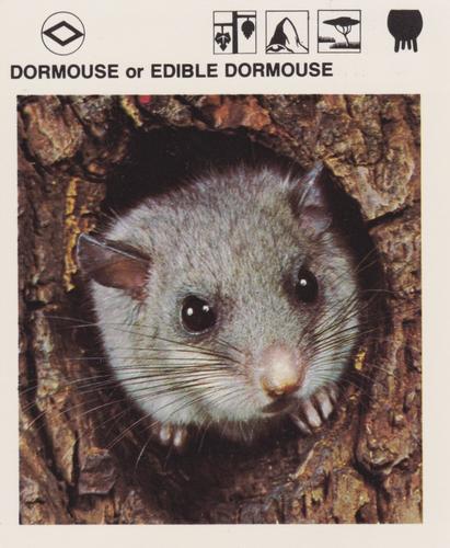 1975-80 Leisure Books Wildlife Treasury #6118-02 Dormouse or Edible Dormouse Front