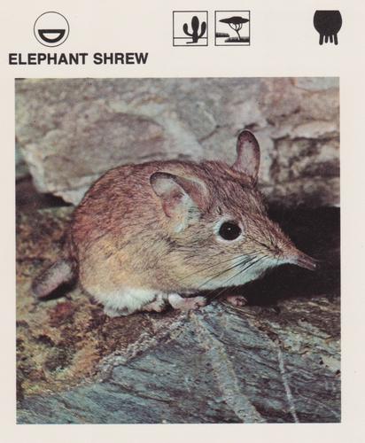1975-80 Leisure Books Wildlife Treasury #6118-03 Elephant Shrew Front