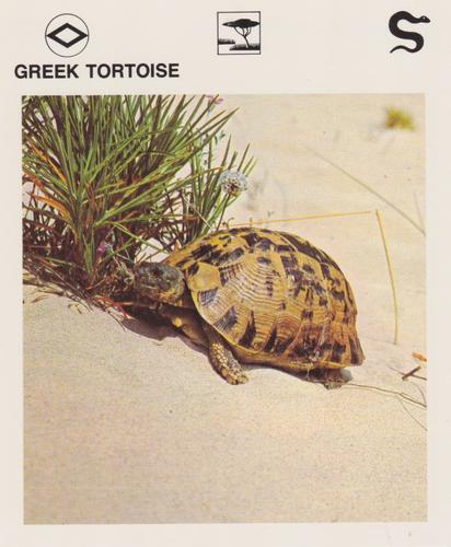 1975-80 Leisure Books Wildlife Treasury #6118-05 Greek Tortoise Front