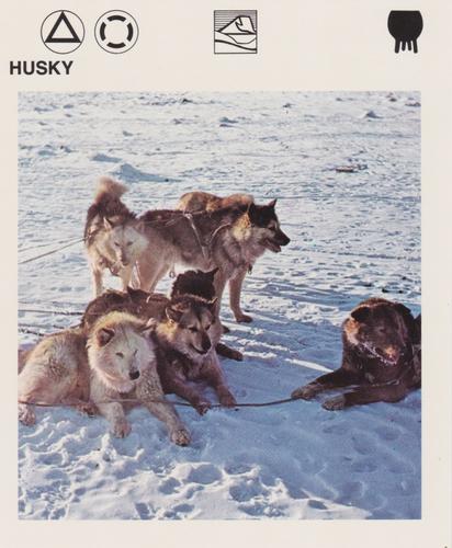 1975-80 Leisure Books Wildlife Treasury #6118-07 Husky Front