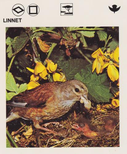 1975-80 Leisure Books Wildlife Treasury #6118-09 Linnet Front