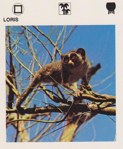 1975-80 Leisure Books Wildlife Treasury #6118-11 Loris Front