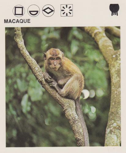 1975-80 Leisure Books Wildlife Treasury #6118-13 Macaque Front