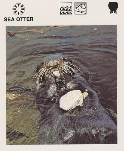 1975-80 Leisure Books Wildlife Treasury #6118-21 Sea Otter Front