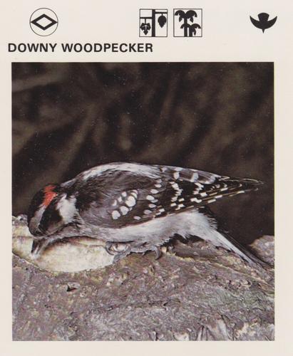 1975-80 Leisure Books Wildlife Treasury #6118-22 Downy Woodpecker Front