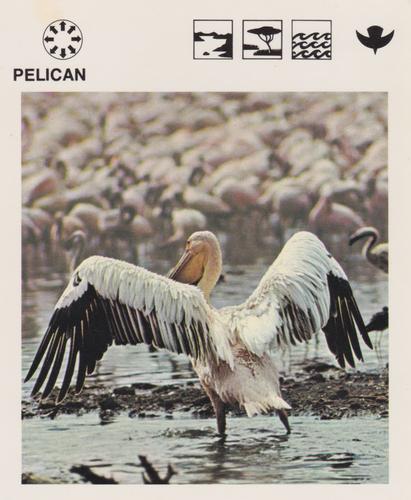1975-80 Leisure Books Wildlife Treasury #6124-12 Pelican Front
