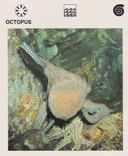 1975-80 Leisure Books Wildlife Treasury #6125-08 Octopus Front