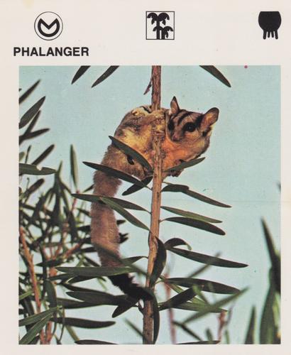 1975-80 Leisure Books Wildlife Treasury #6125-11 Phalanger Front