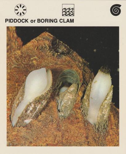 1975-80 Leisure Books Wildlife Treasury #6125-13 Piddock or Boring Clam Front