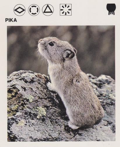 1975-80 Leisure Books Wildlife Treasury #6125-14 Pika Front