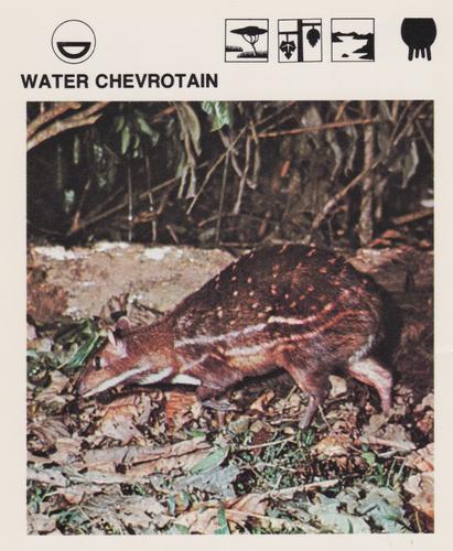 1975-80 Leisure Books Wildlife Treasury #6125-22 Water Chevrotain Front