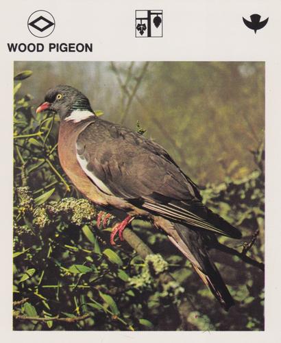 1975-80 Leisure Books Wildlife Treasury #6125-24 Wood Pigeon Front