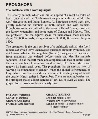 1975-80 Leisure Books Wildlife Treasury #6126-20 Pronghorn Back