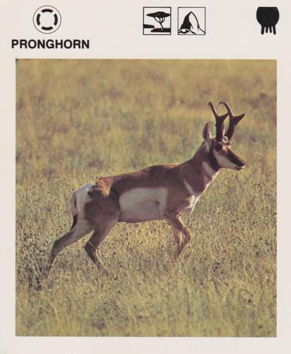 1975-80 Leisure Books Wildlife Treasury #6126-20 Pronghorn Front