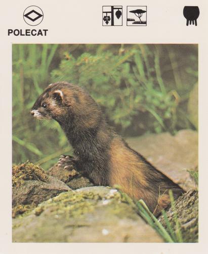 1975-80 Leisure Books Wildlife Treasury #6128-01 Polecat Front