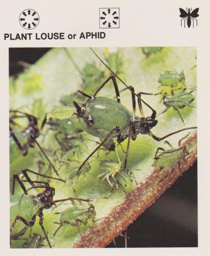 1975-80 Leisure Books Wildlife Treasury #6128-10 Plant Louse or Aphid Front