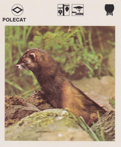 1975-80 Leisure Books Wildlife Treasury #6128-11 Polecat Front