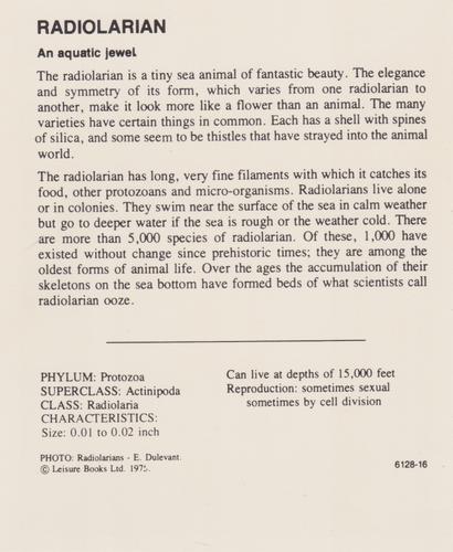 1975-80 Leisure Books Wildlife Treasury #6128-16 Radiolarian Back