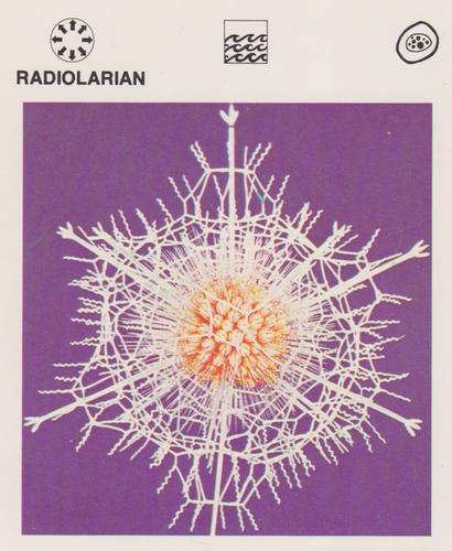 1975-80 Leisure Books Wildlife Treasury #6128-16 Radiolarian Front