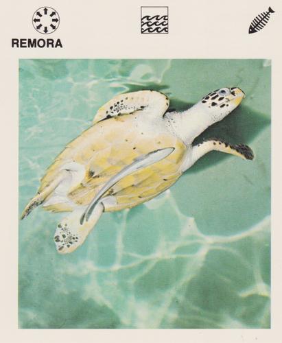 1975-80 Leisure Books Wildlife Treasury #6128-18 Remora Front