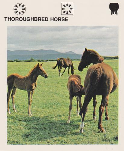 1975-80 Leisure Books Wildlife Treasury #6128-22 Thoroughbred Horse Front